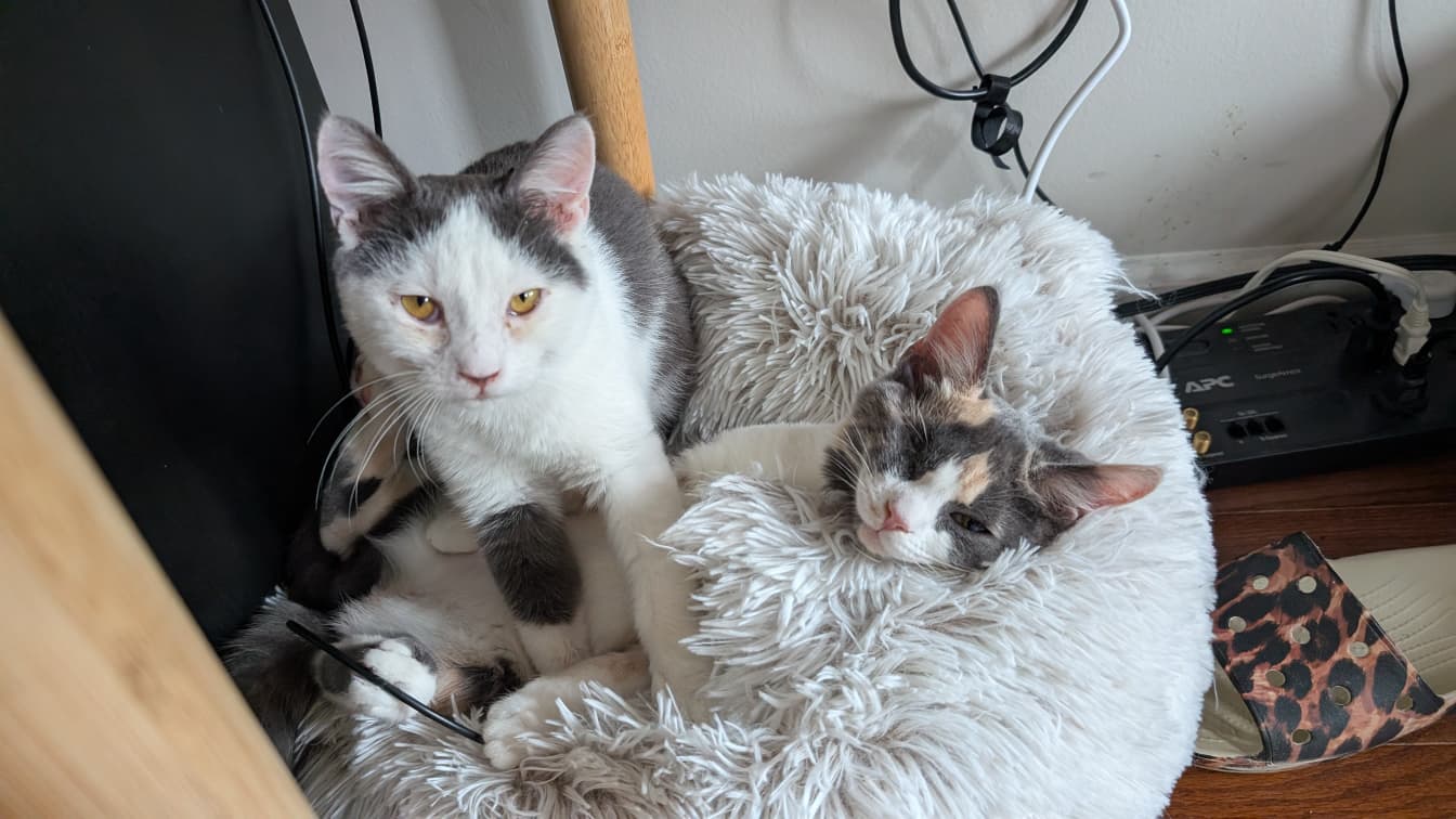 Milano (grey-and-white tuxedo) and Biscotti (calico) cuddled together in a fluffy white cat bed.